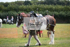 Ashwater-main-ring-016