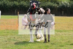 Ashwater-main-ring-021