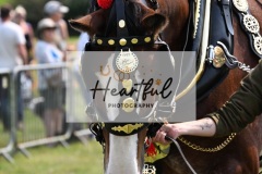 Ashwater-main-ring-028