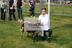 Ashwater-sheep-03