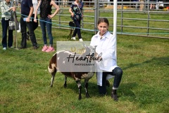 Ashwater-sheep-04