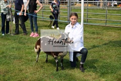 Ashwater-sheep-05