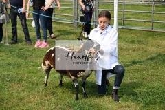 Ashwater-sheep-06