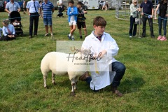 Ashwater-sheep-09