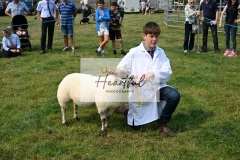 Ashwater-sheep-10