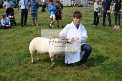Ashwater-sheep-11
