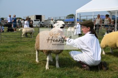 Ashwater-sheep-12