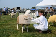 Ashwater-sheep-14