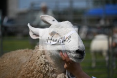Ashwater-sheep-16
