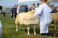 Ashwater-sheep-17