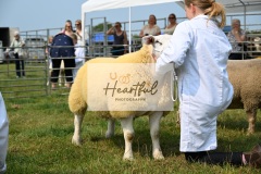 Ashwater-sheep-18