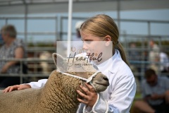 Ashwater-sheep-19