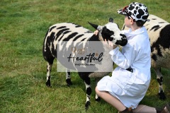 Ashwater-sheep-22