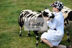 Ashwater-sheep-23