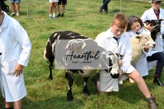 Ashwater-sheep-24