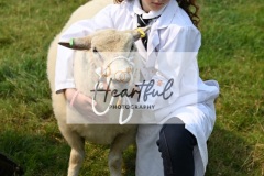 Ashwater-sheep-26