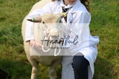 Ashwater-sheep-28
