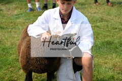 Ashwater-sheep-29