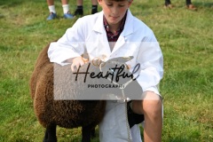 Ashwater-sheep-30