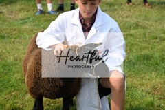 Ashwater-sheep-31