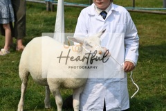 Ashwater-sheep-32