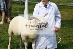 Ashwater-sheep-33