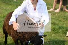 Ashwater-sheep-34