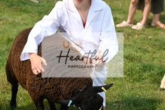 Ashwater-sheep-35