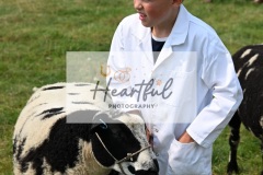 Ashwater-sheep-36