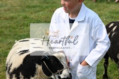 Ashwater-sheep-38