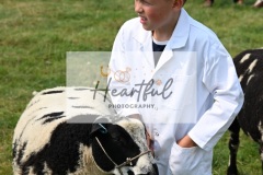 Ashwater-sheep-39