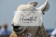 Ashwater-sheep-41