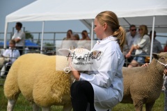 Ashwater-sheep-42