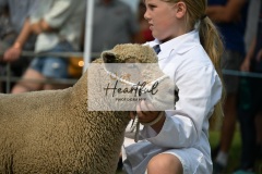 Ashwater-sheep-45