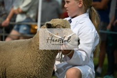 Ashwater-sheep-46