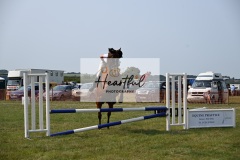 Ashwater-showjumping-240