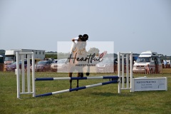 Ashwater-showjumping-241