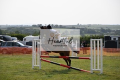 Ashwater-showjumping-263