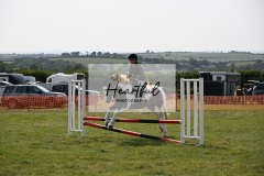 Ashwater-showjumping-39