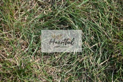 Ashwater-showjumping-390