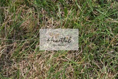 Ashwater-showjumping-451