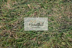 Ashwater-showjumping-506