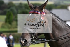 Holsworthy-Main-Ring-119