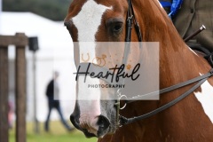 Holsworthy-Main-Ring-121