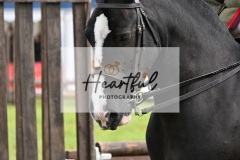 Holsworthy-Main-Ring-122