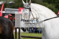 Holsworthy-Main-Ring-123