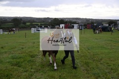 Holsworthy-Ring-B-12