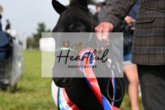 Holsworthy-Ring-B-71