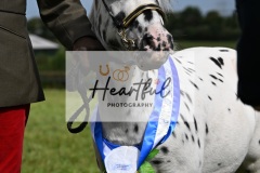 Holsworthy-Ring-B-72